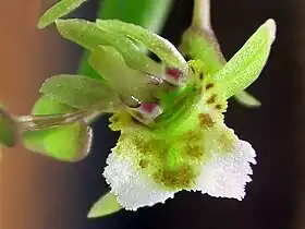 Rauhiella brasiliensis