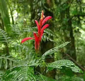 Razisea spicata na Costa Rica