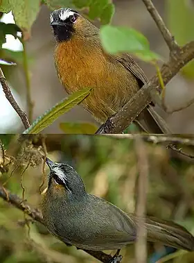 Trochalopteron cachinnans