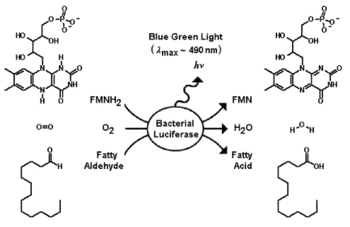 A luminescência bacteriana é frequentemente contínua uma vez que ela utiliza oxigênio e luciferase para oxidar dois substratos, a flavina mononucleotídeo (FMNH2) e aldeído alifático de cadeia longa (RCHO)