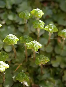 Reboulia hemisphaerica