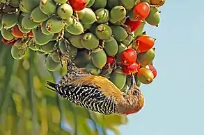 Fêmea M.r. rubricapillus, Tobago
