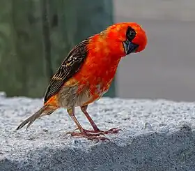 Foudia madagascariensis