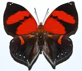 Vista superior do macho de Siderone galanthis, cujo tipo nomenclatural fora coletado no Suriname; pertencendo à tribo Anaeini.