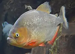 Segundo a cultura ribeirinha, o caldo da cabeça da piranha tem efeito afrodisíaco.