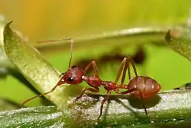 Weaver ant (Oecophylla longinoda) major worker (Tanzania)