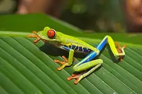 Agalychnis callidryas