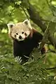Panda-vermelho: Ailurus fulgerus