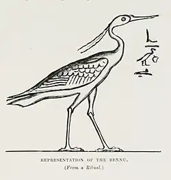 Representação da garça de Heron de 1878