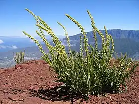 Reseda luteola.