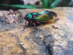 C. diardi na Reserva Particular do Patrimônio Natural Corredeiras do Rio Itajai-Paulo