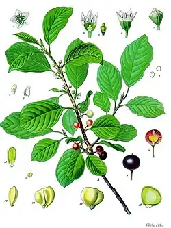 Frangula alnus