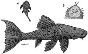 Ilustração do Cari, sendo:A - vista superiorB - aparelho bucal