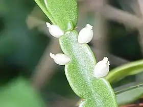 Rhipsalis rosea1