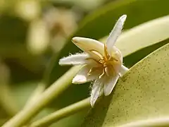 Flor de Rhizophora mucronata.