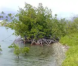 Espécime juvenil de Rhizophora mangle.