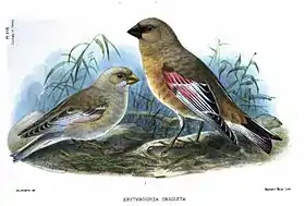 Desenho de um casal (fêmea à esquerda e macho à direita)