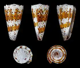 Cinco vistas da concha de Conus imperialis Linnaeus, 1758, encontrada no Indo-Pacífico, na zona entremarés.