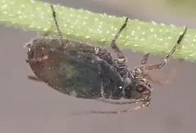 Formas aladas de Rhopalosiphum padi