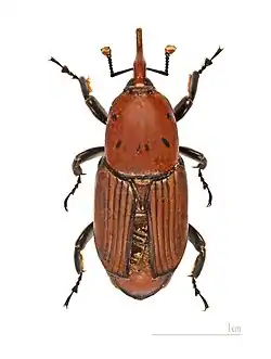 Rhynchophorus ferrugineus.