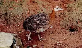 Rhynchotus rufescens