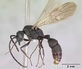Rhytidoponera metallica