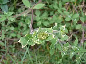 Richardia brasiliensis