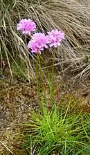 A. maritima ssp. purpurea