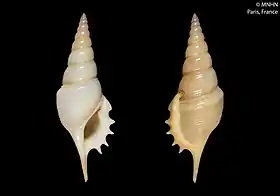 Duas vistas da concha de Rimellopsis powisii (Petit de la Saussaye, 1840); espécime coletado na Nova Caledónia, Oceania; no passado pertencente ao gênero Tibia.