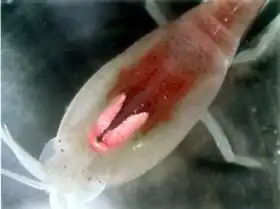 Rimicaris exoculata.