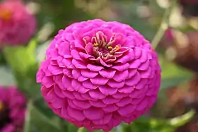 Zinnia elegans'
