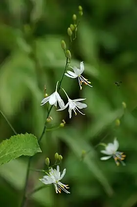 Anthericum liliago