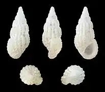 Rissoina tornatilis ( Rissoinidae )