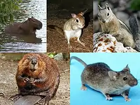 Acima, da esquerda pra direita: capivara, Pedetes, Callospermophilus lateralis. Abaixo, da esquerda pra direita: castor, camundongo. Representam as subordens Hystricomorpha, Anomaluromorpha, Sciuromorpha,
Castorimorpha e Myomorpha, respectivamente.