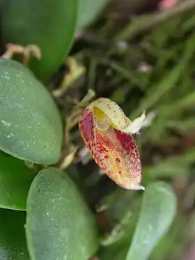 Ronaldella determannii