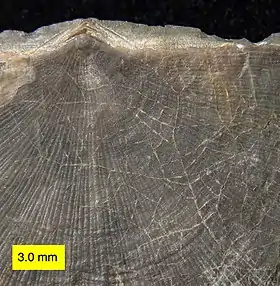 Ropalonaria (Ordovician)