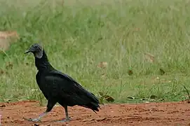 Urubu-de-cabeça-preta
