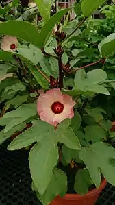 variedade de flor rosada