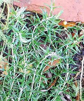 Rosmarinus officinalis