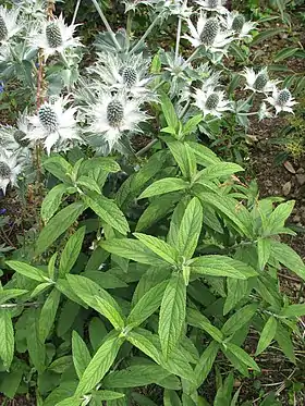 Rostrinucula dependens