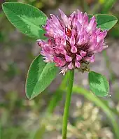 Inflorescência de Trifolium pratense.