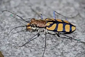 Fotografia de Chaetodera regalis, um Cicindelinae das margens de áreas ribeirinhas da África subsaariana.