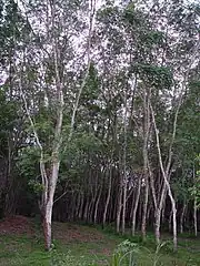 Um pequeno seringal.