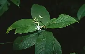 Rudgea skutchii na Costa Rica