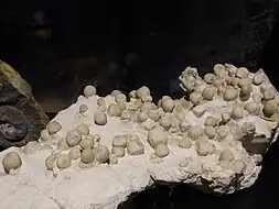 Fósseis de Conulus subroundatus (Echinoneoida).