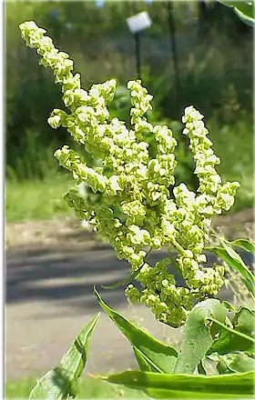 Rumex britannica