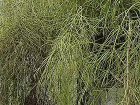 Russelia equisetiformis