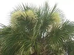 Sabal palmetto
