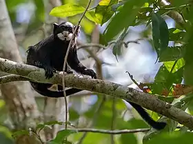Sagui-de-bigode no Parque Nacional da Serra do Divisor, Acre, Brasil