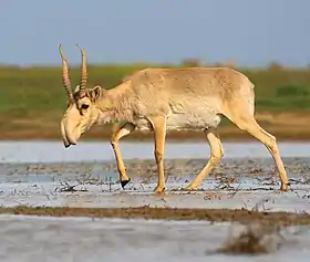 Saiga no Santuário Stepnoi, Rússia
